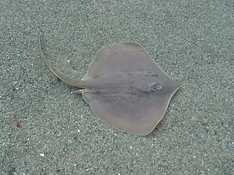 Urotrygon aspidura