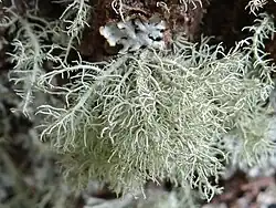 Bleek baardmos (Usnea hirta)