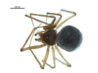 Usofila pacifica