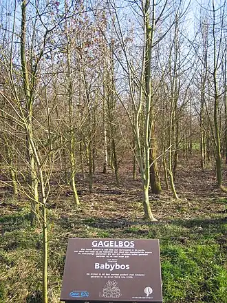 Het "Babybos" is onderdeel van het Gagelbos