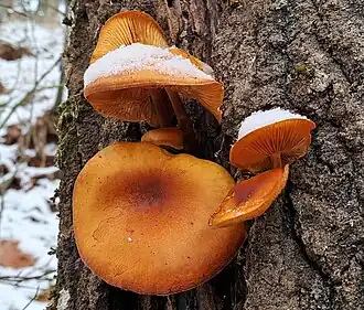 Langsporig fluweelpootje