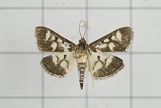 Herpetogramma ochrimaculalis