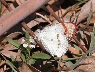 Colotis danae