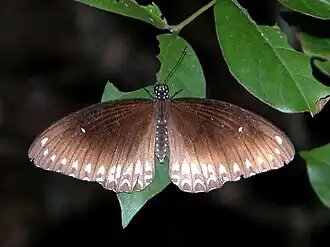 Papilio dravidarum