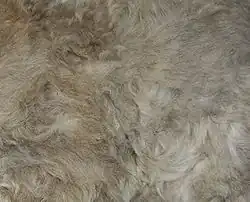 Vacht van een 9 weken oud German Rex kitten