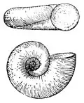 Valvata cristata