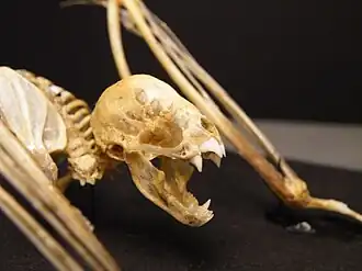 Skelet van een gewone vampier