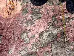 Van der Lijn-reservaat