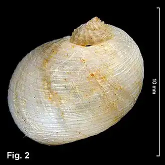 Vanikoro sigaretiformis