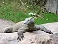 Een komodovaraan