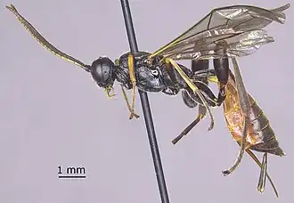 Collyria trichophthalma