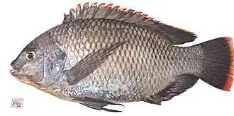 Oreochromis variabilis