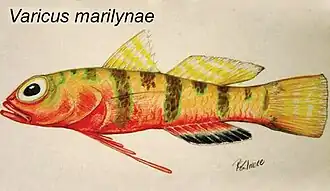 Varicus marilynae