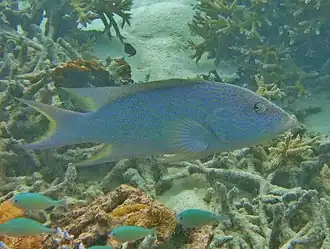 Variola albimarginata