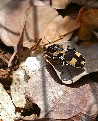 Graphipterus fasciatus