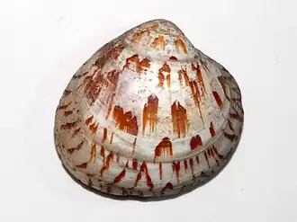 Lioconcha castrensis