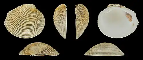 Venus verrucosa verrucosaRechter klep