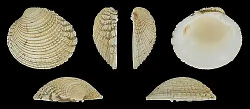 Venus verrucosa simulansLinker klep