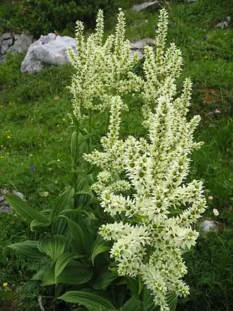 Witte nieswortel (Veratrum album)