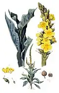 De Koningskaars of Verbascum thapsus uit Flora Batava, deel 3, plaat 162. Amsterdam, J.C. Sepp en zoon, 1814.