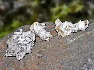 Petaloconchus glomeratus