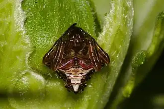 Verrucosa meridionalis