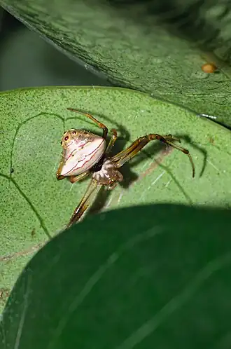 Verrucosa undecimvariolata