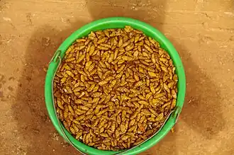 Borocera madagascariensis