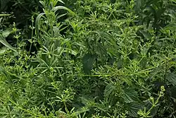 Een nitrofiele zoom in de vorm van een ruigte