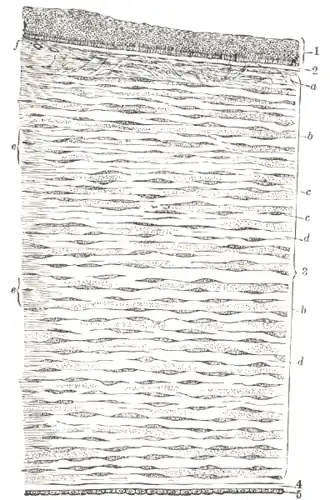 {Verticale doorsnede van het hoornvlies. (Waldeyer.) 1. Epitheel. 2. Membraan van Bowman. 3. Stroma. 4. Membraan van Descemet. 5. Endotheel van de voorste oogkamer. De membraan van Dua ontbreekt in deze afbeelding. Het bevindt zich tussen het stroma en de membraan van Descemet.