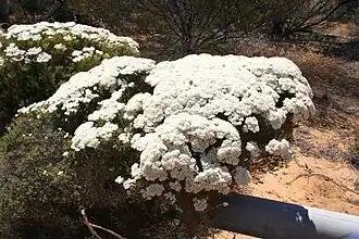 Verticordia eriocephala