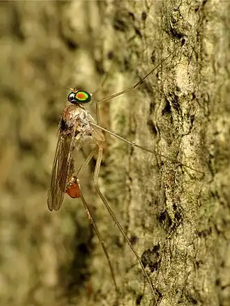 Neurigona carbonifer