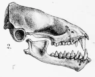 Vespertilio sinensis