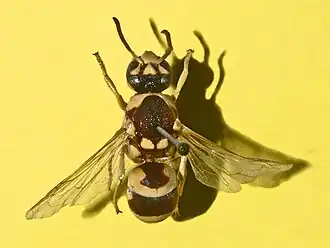 Euodynerus dantici