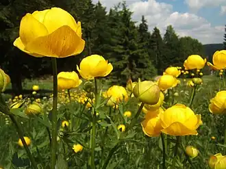 Europese trollius