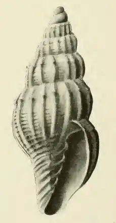 Vexillum acromiale