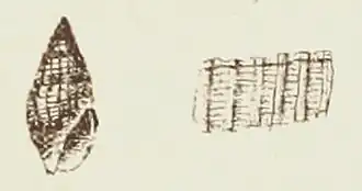 Vexillum aethiopicum