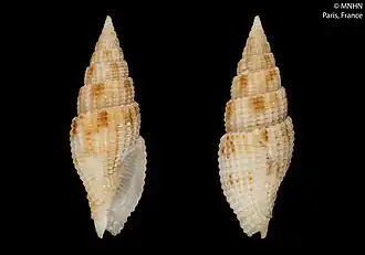 Vexillum asperum