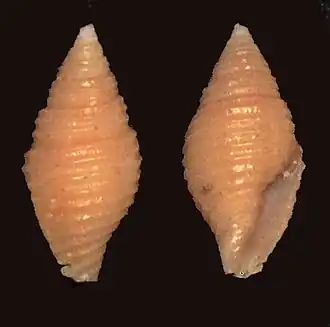 Mitra doliolum