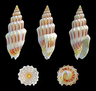 Vexillum exasperatum