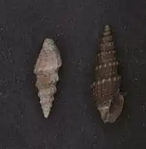 Vexitomina metcalfei