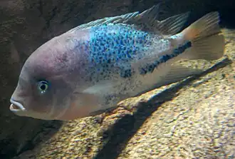 Paraneetroplus synspilus