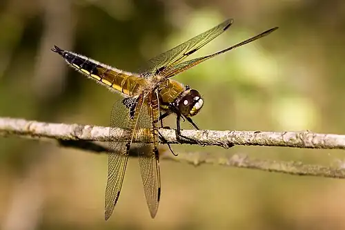 Viervlek ♂(Libellula quadrimaculata)