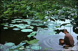 Nelumbo nucifera, de heilige lotus, wortelt in moerasachtige bodem in tropisch en subtropisch Azië