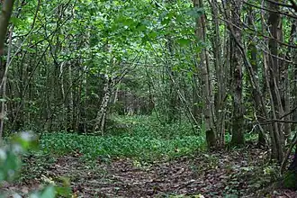 Het Viidumäe looduskaitseala