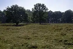 Deel van het heideveld