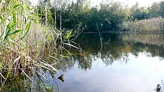 Vijver in de Wildertse Duintjes