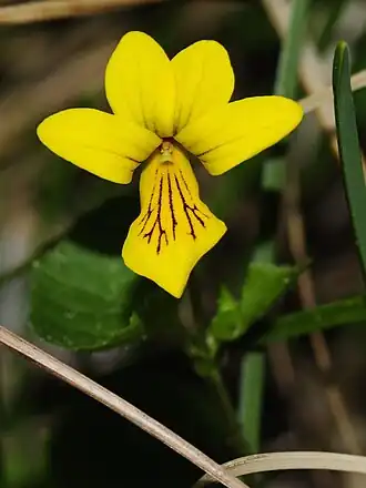 Tweebloemig viooltje