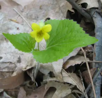 Viola pubescens