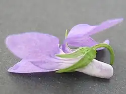 Spoor van middelst bosviooltje